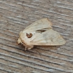 Mythimna vitellina