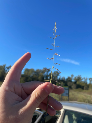 Sporobolus cryptandrus observed 2026-10-17