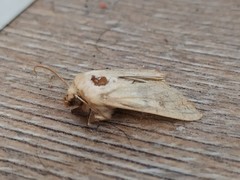 Mythimna vitellina