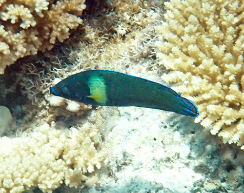Labrichthys observed 2026-10-17