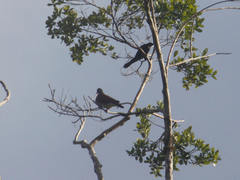 Patagioenas speciosa