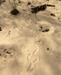 Plestiodon reynoldsi