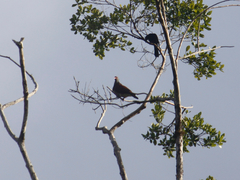 Patagioenas speciosa