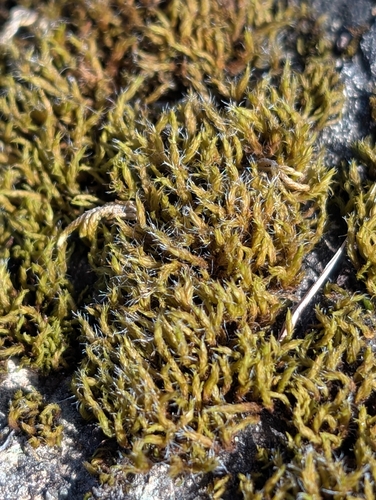 Bucklandiella heterosticha observed 2026-10-17