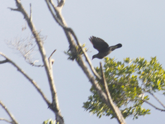 Patagioenas speciosa