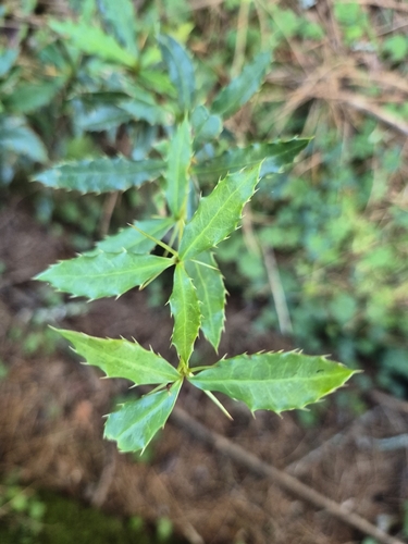 Berberis kawakamii, 2026-10-18