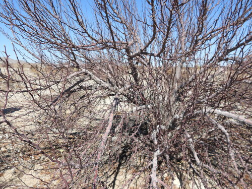 Bursera hindsiana, 2026-09-29