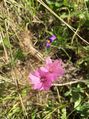 Sidalcea malviflora malviflora