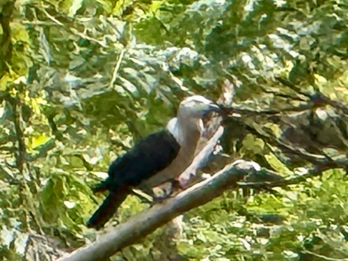 Ducula pacifica observed 2026-10-18