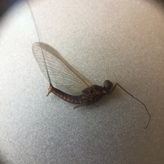 Ephemerella subvaria