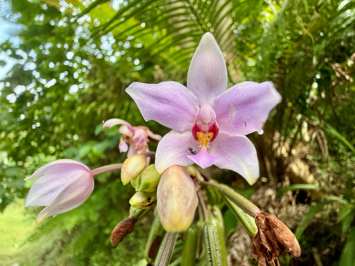Spathoglottis plicata observed 2026-10-18