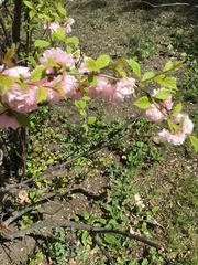 Prunus