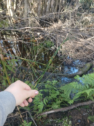 Baloskion tetraphyllum observed 2026-10-18