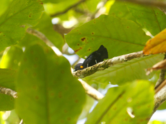 Euphonia cayennensis