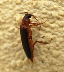 Selonodon