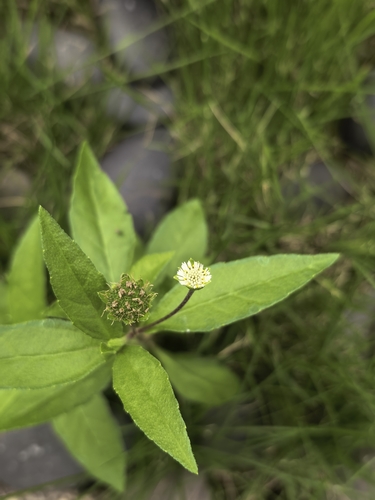 False Daisy