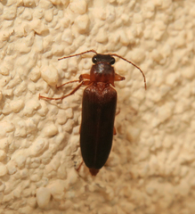 Selonodon