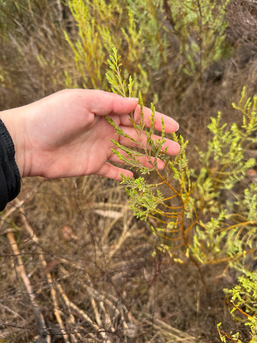 Olax stricta, 2026-10-17