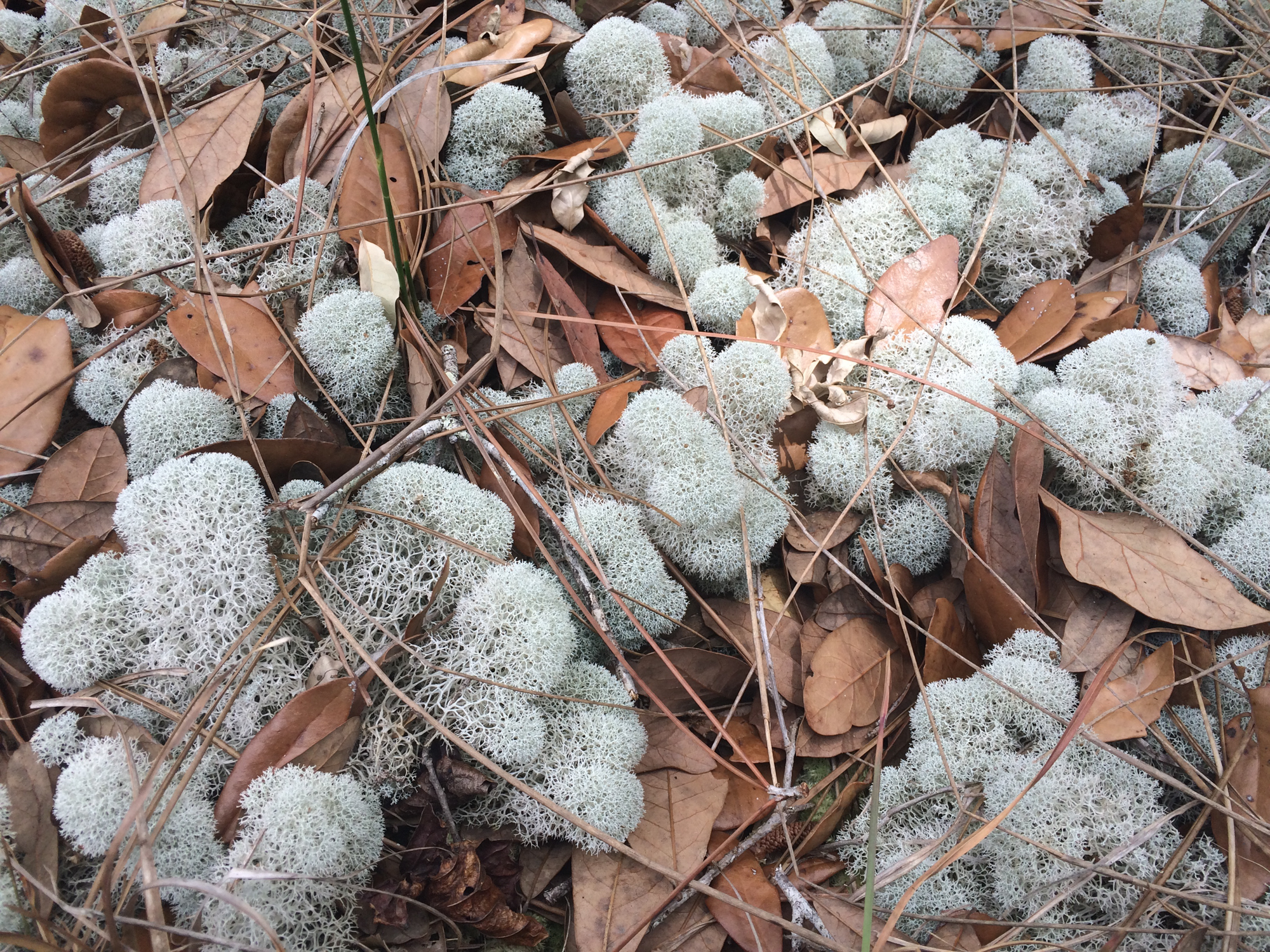 Cladonia evansii image