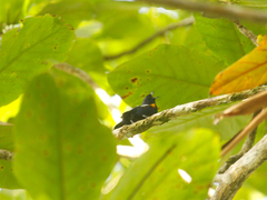 Euphonia cayennensis