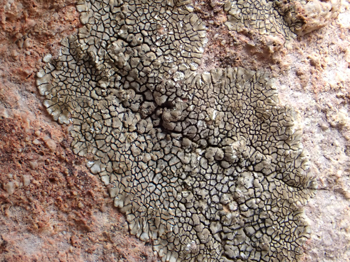 Buellia observed 2026-10-17