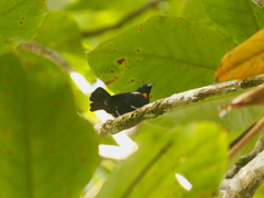 Euphonia cayennensis