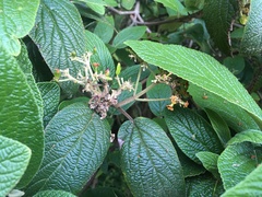 Viburnum × rhytidophylloides