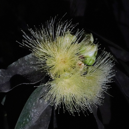 Syzygium jambos observed 2026-10-17