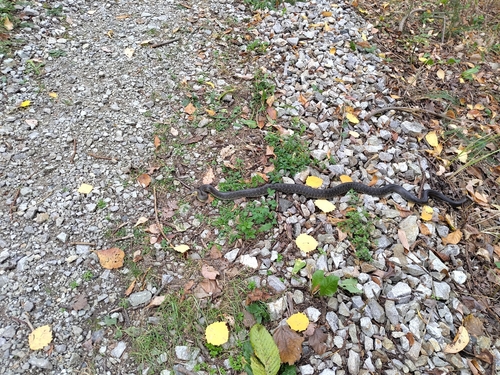 Aesculapian Snake