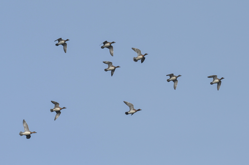 Eurasian Wigeon