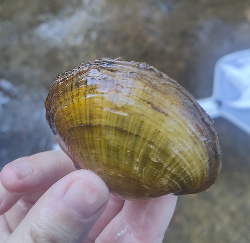 Lampsilis fasciola, 2026-10-07