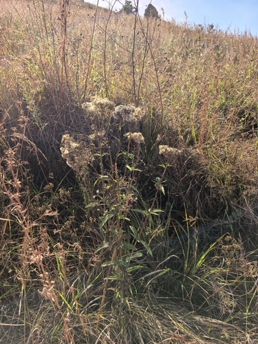 Eupatorium lindleyanum observed 2026-10-18