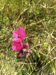 Sidalcea malviflora malviflora