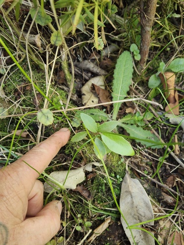 Olearia avicenniifolia observed 2026-10-18