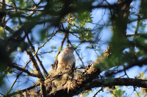 iNaturalist image