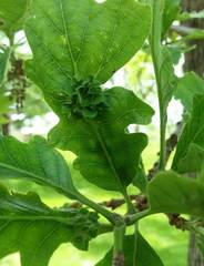 Andricus foliaformis