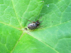 Enoplognatha mandibularis
