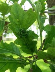 Andricus foliaformis