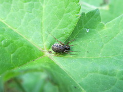 Enoplognatha mandibularis