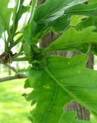Andricus foliaformis