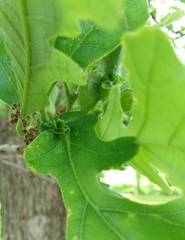 Andricus foliaformis