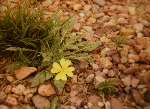 Desert Evening-Primrose