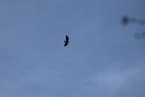 iNaturalist image