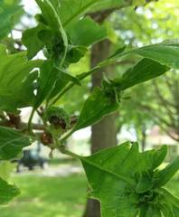 Andricus foliaformis