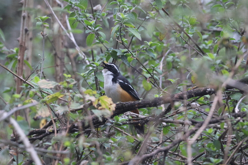 iNaturalist image