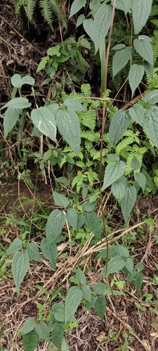 Clematis lasiandra, 2026-10-18