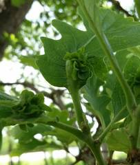 Andricus foliaformis