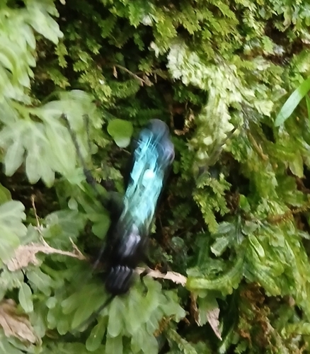 Priocnemis, 2026-10-18
