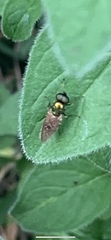 Chloromyia formosa