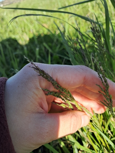 Poa trivialis observed 2026-10-18